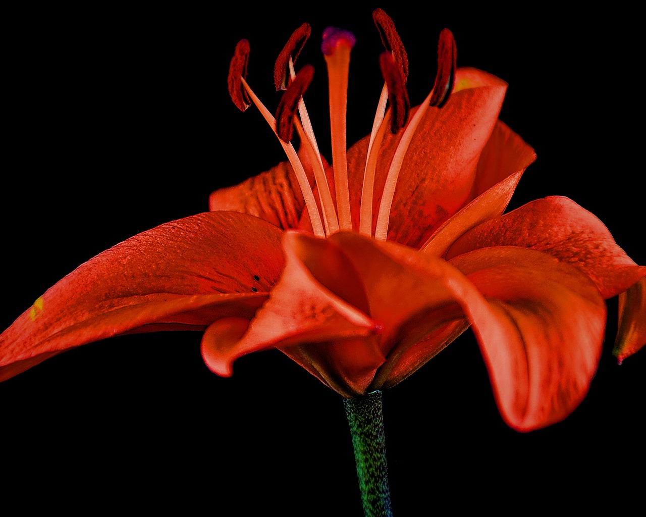 Розовый цветок красной лилии на черном фоне 