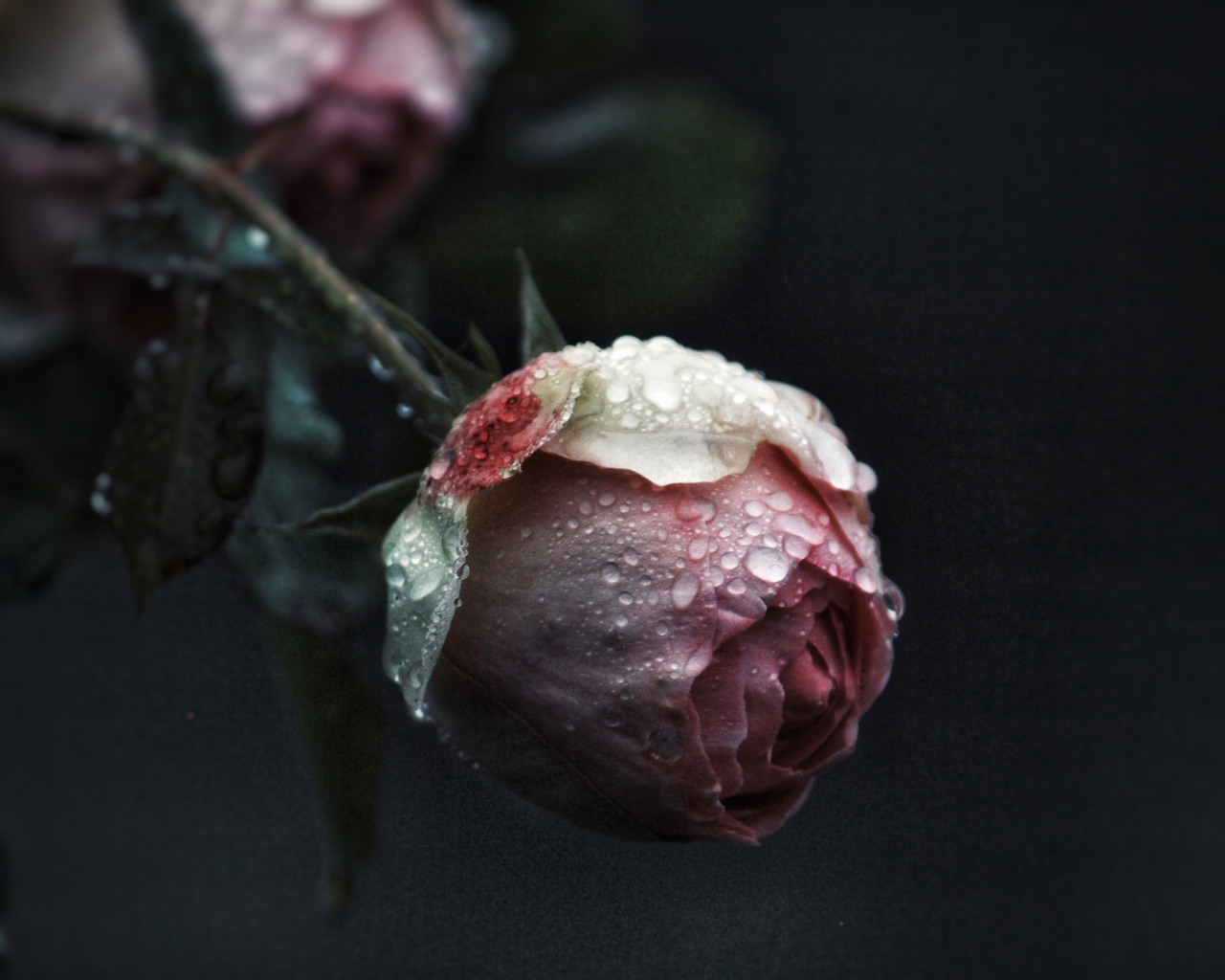 Бутон розовой розы в каплях росы