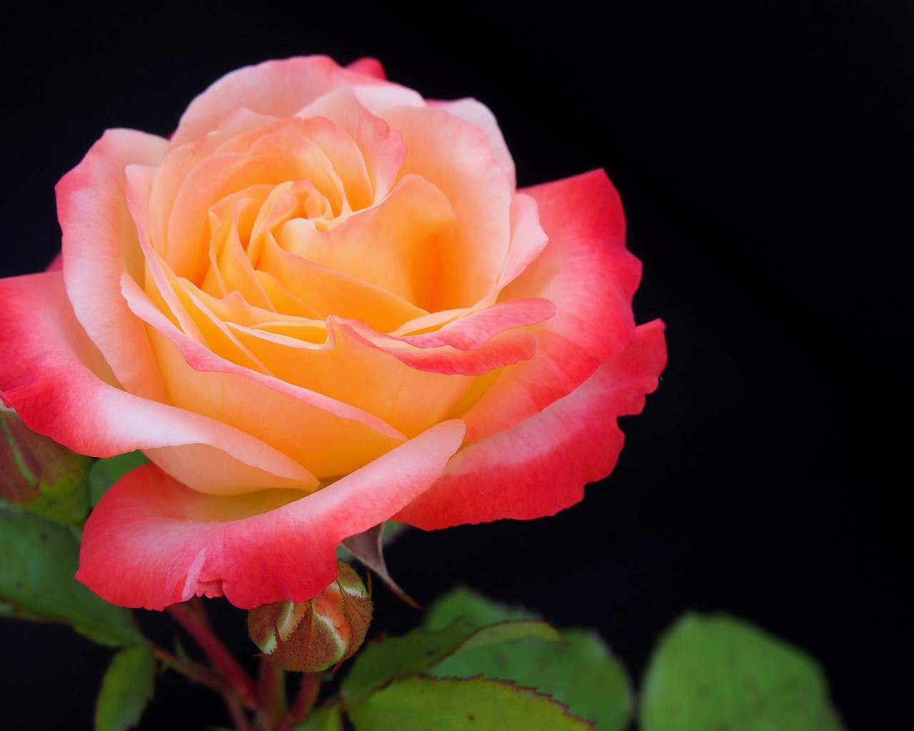 Розовый цветок розы с бутонами на черном фоне