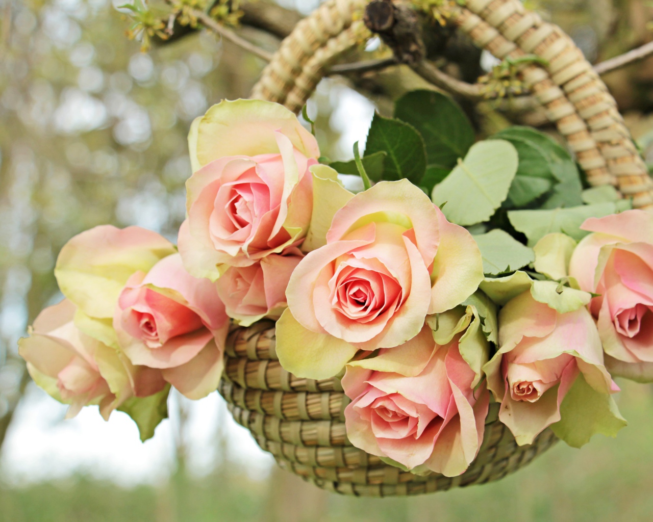 Розовые цветы розы в корзине на ветке