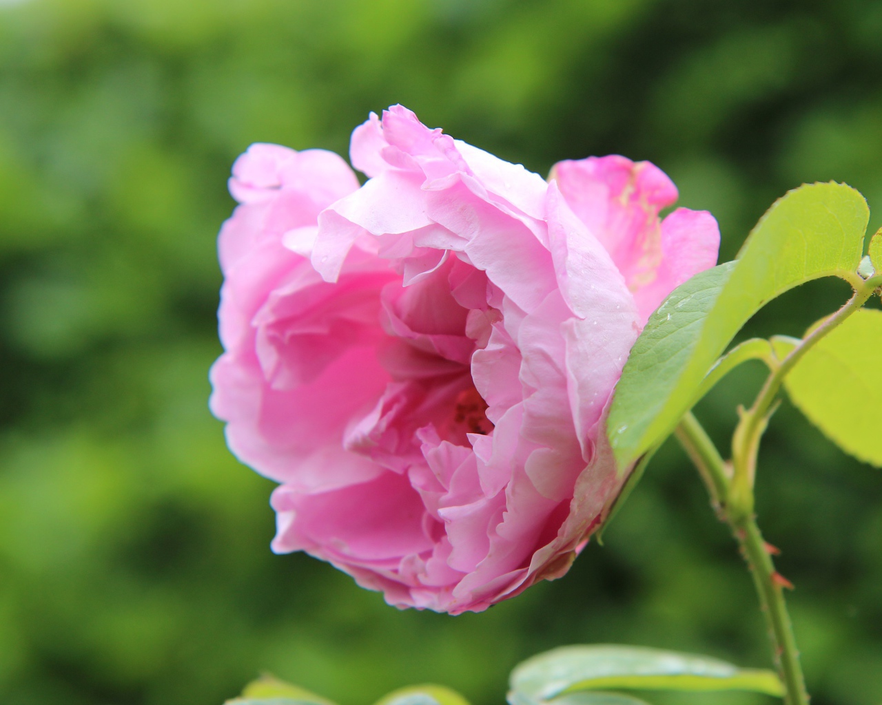 Розовая роза на колючей ветке в саду 