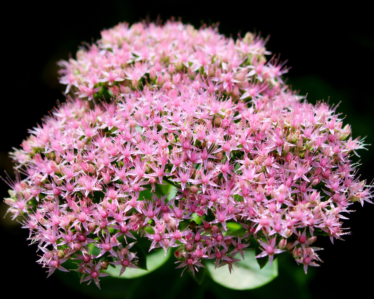 Розовые мелкие цветы Хилотелефиум на черном фоне