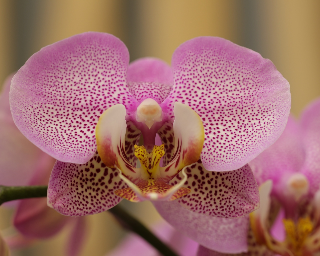 Розовый пятнистый цветок орхидеи крупным планом 