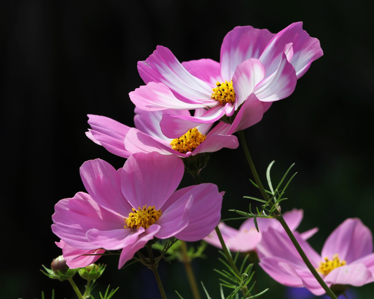 Розовые летние цветы космея на черном фоне