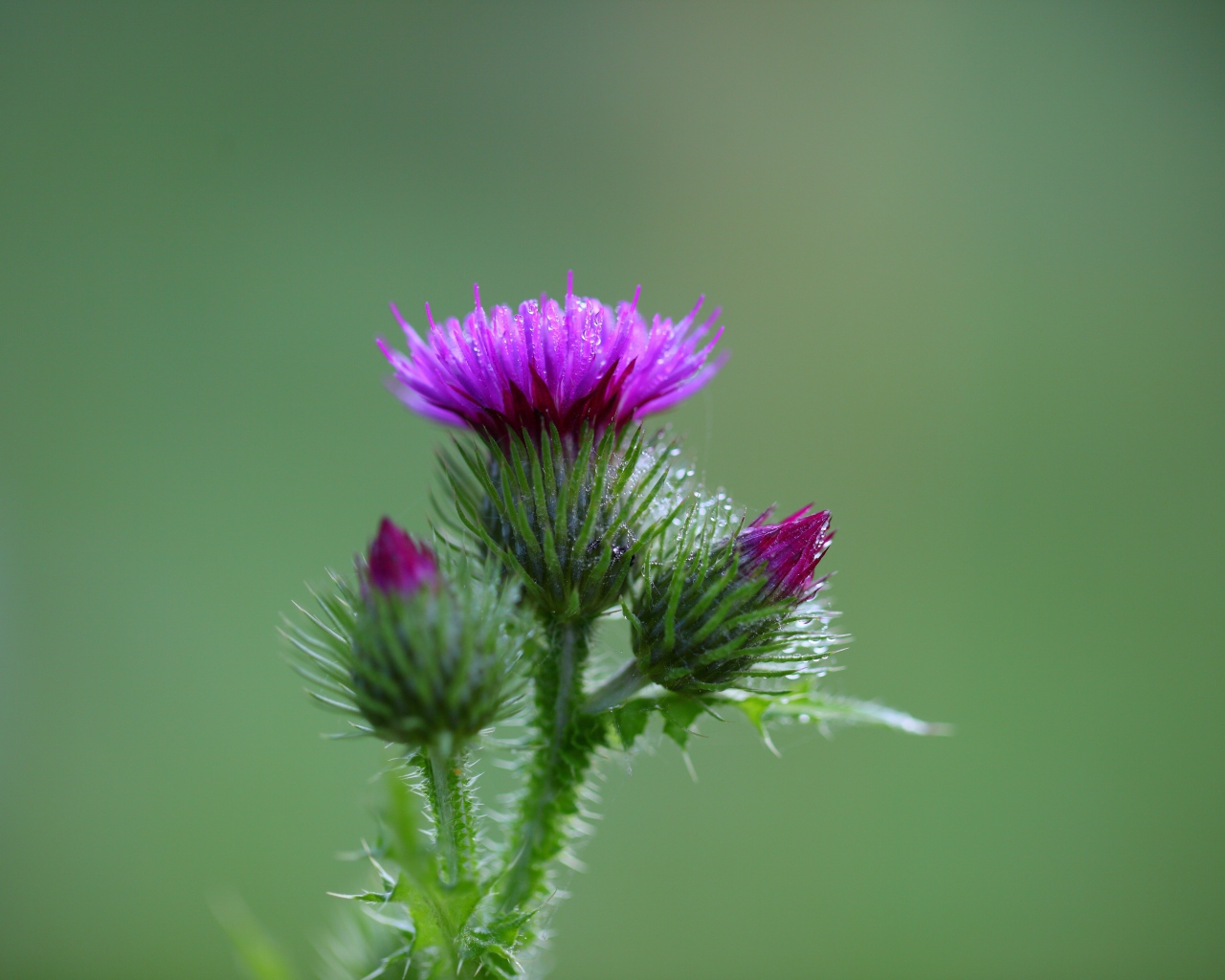 Розовый цветок чертополоха с бутонами на зеленом фоне