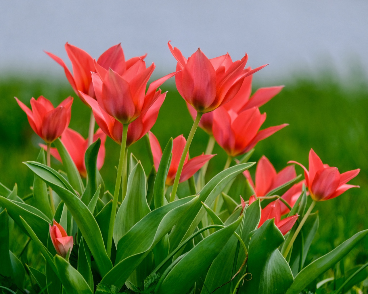 Розовые цветы тюльпана на поле в зеленой траве