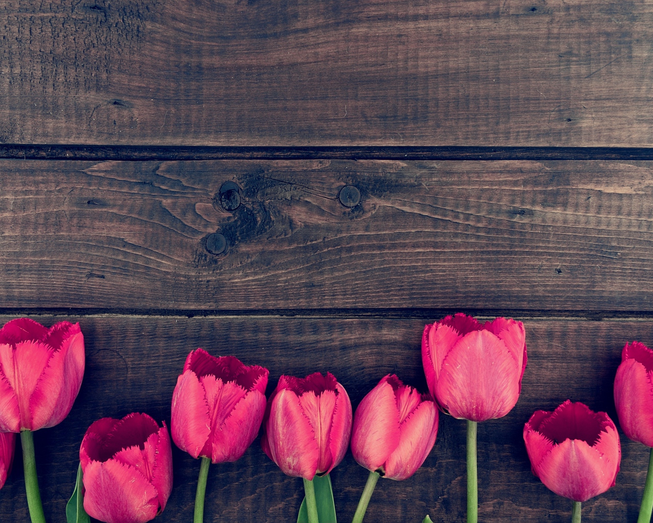 Pink tulip flowers on wooden table