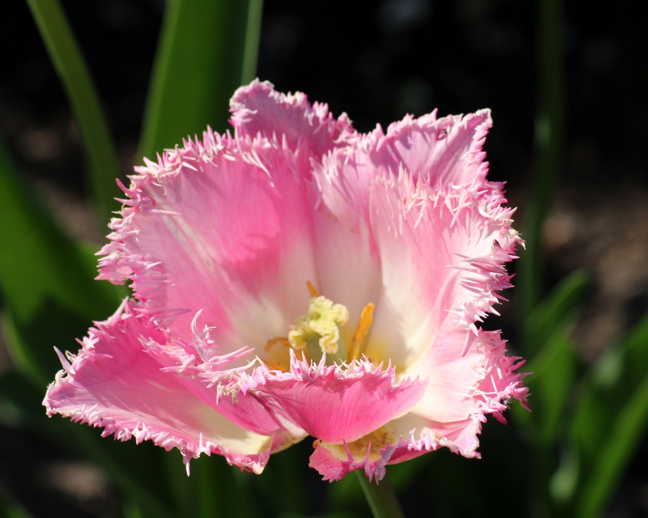 Розовый тюльпан с пышными лепестками