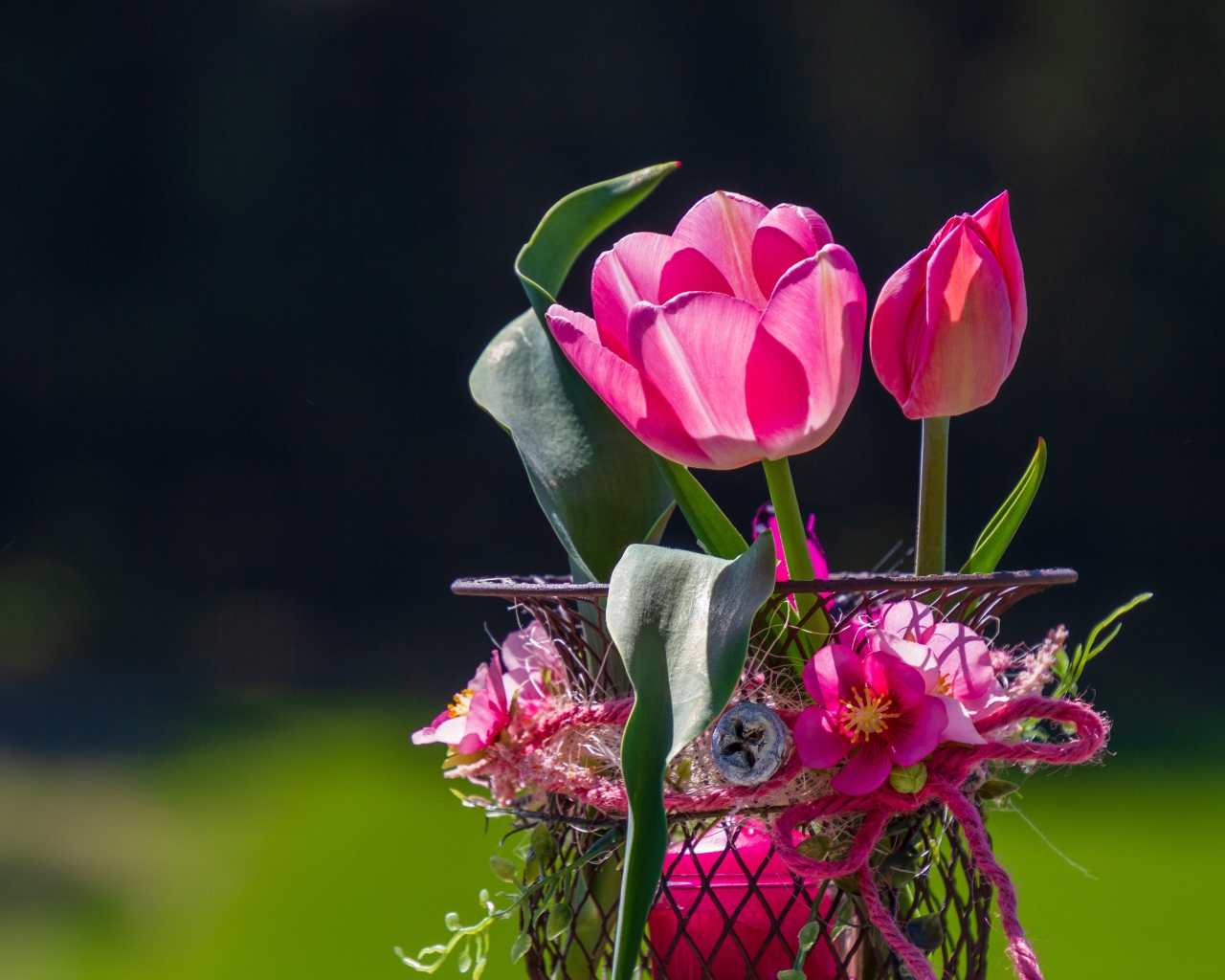 Розовые тюльпаны в железной корзинке крупным планом