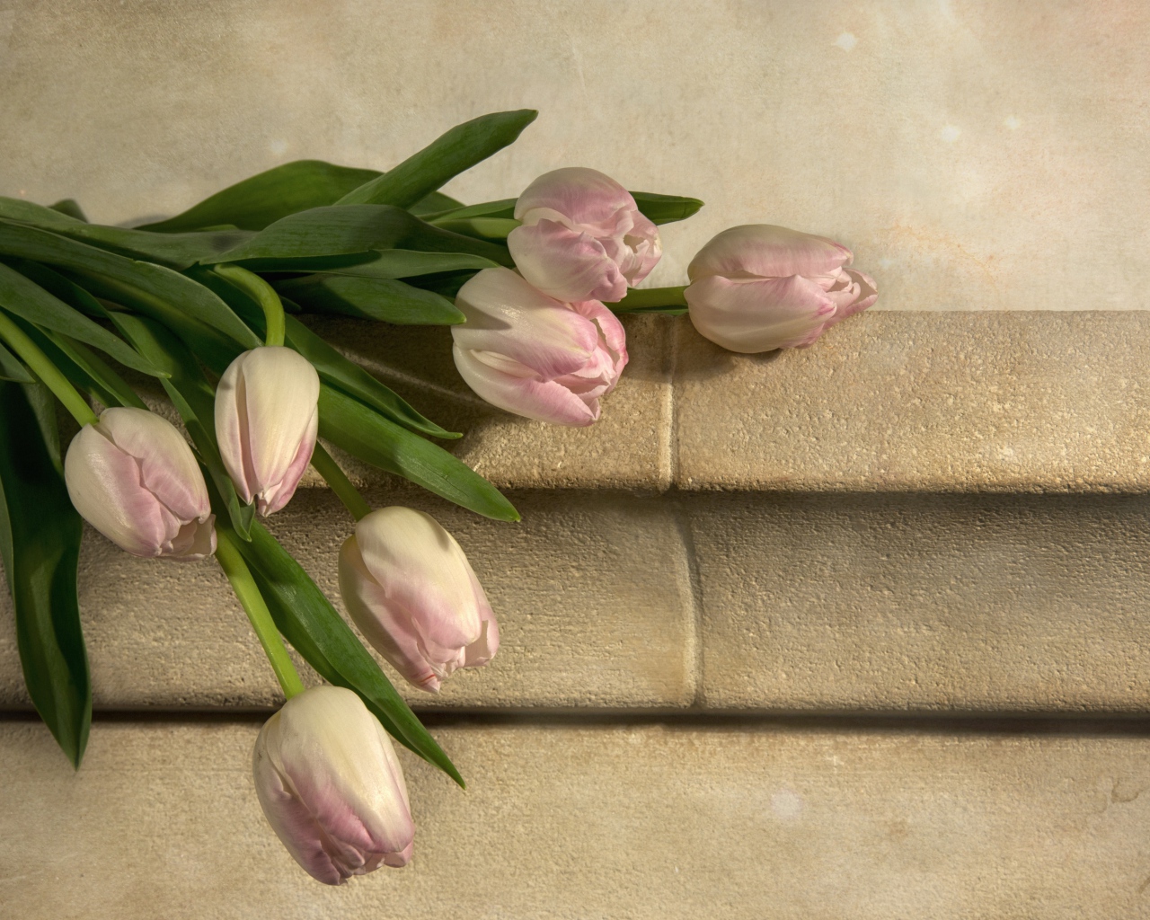 Розовые тюльпаны лежит у стены