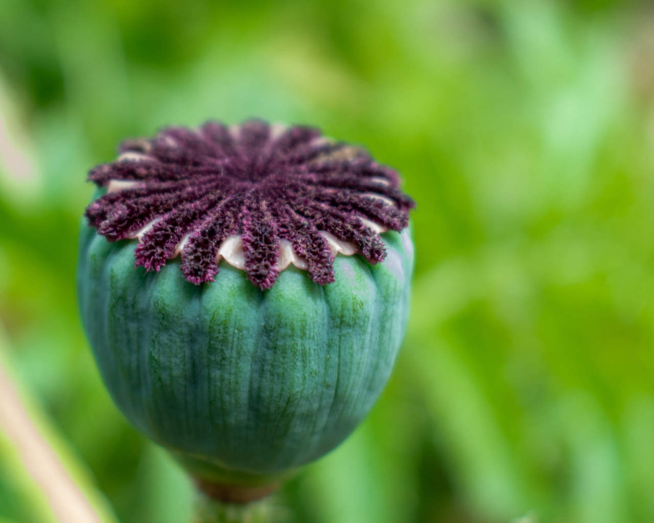 Маковая коробочка крупным планом 