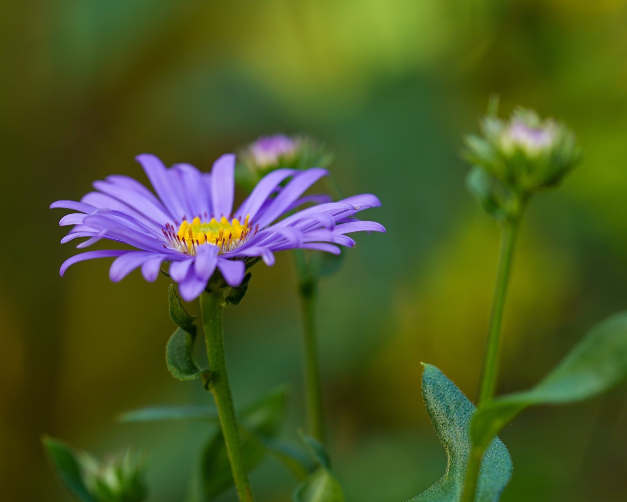 Фиолетовый цветок астры с бутонами 