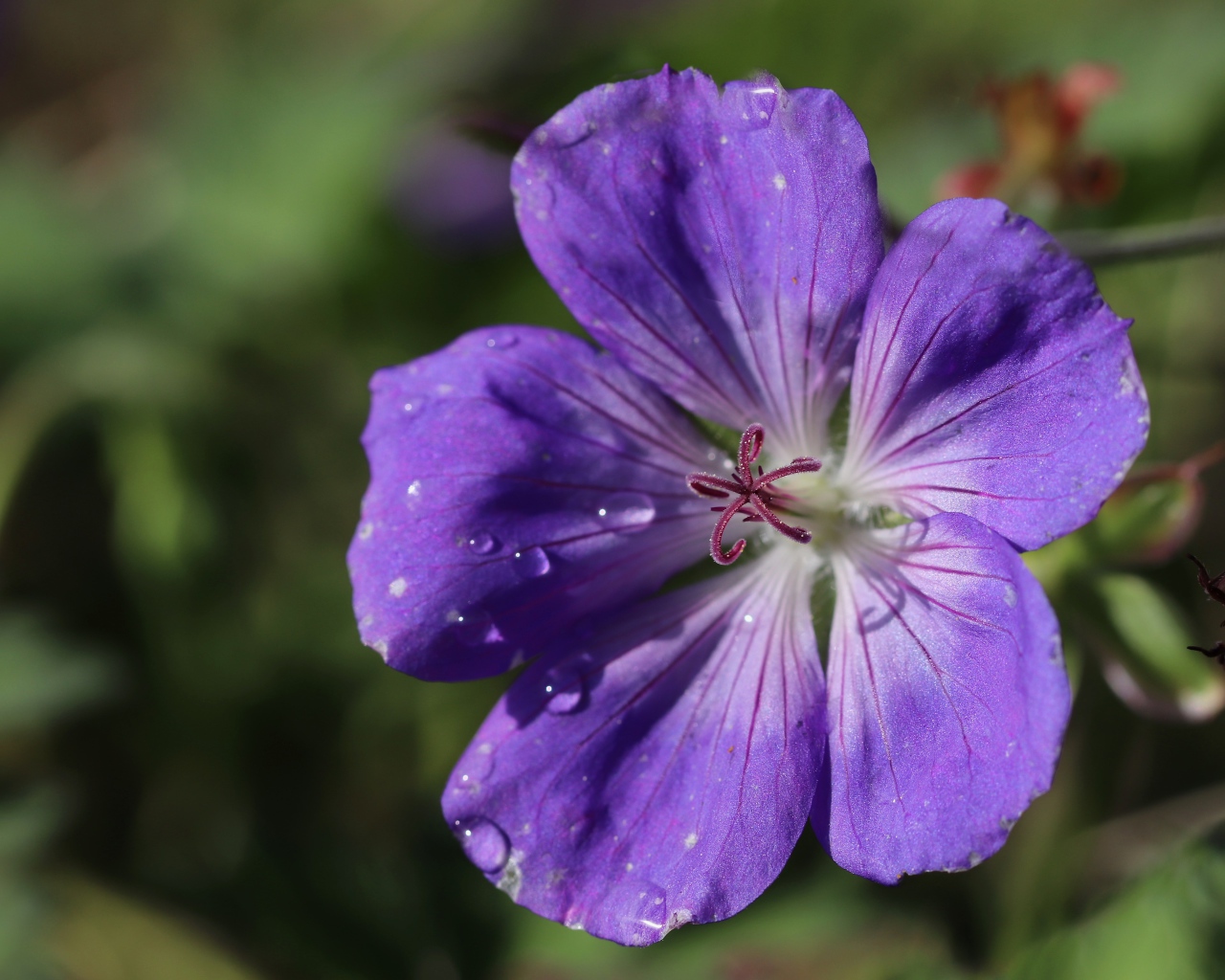 Фиолетовый  красивый цветок герани крупным планом