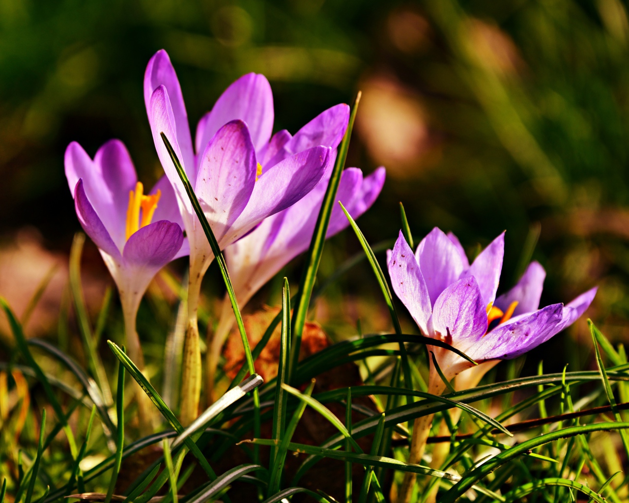 Фиолетовые крокусы в высокой зеленой траве