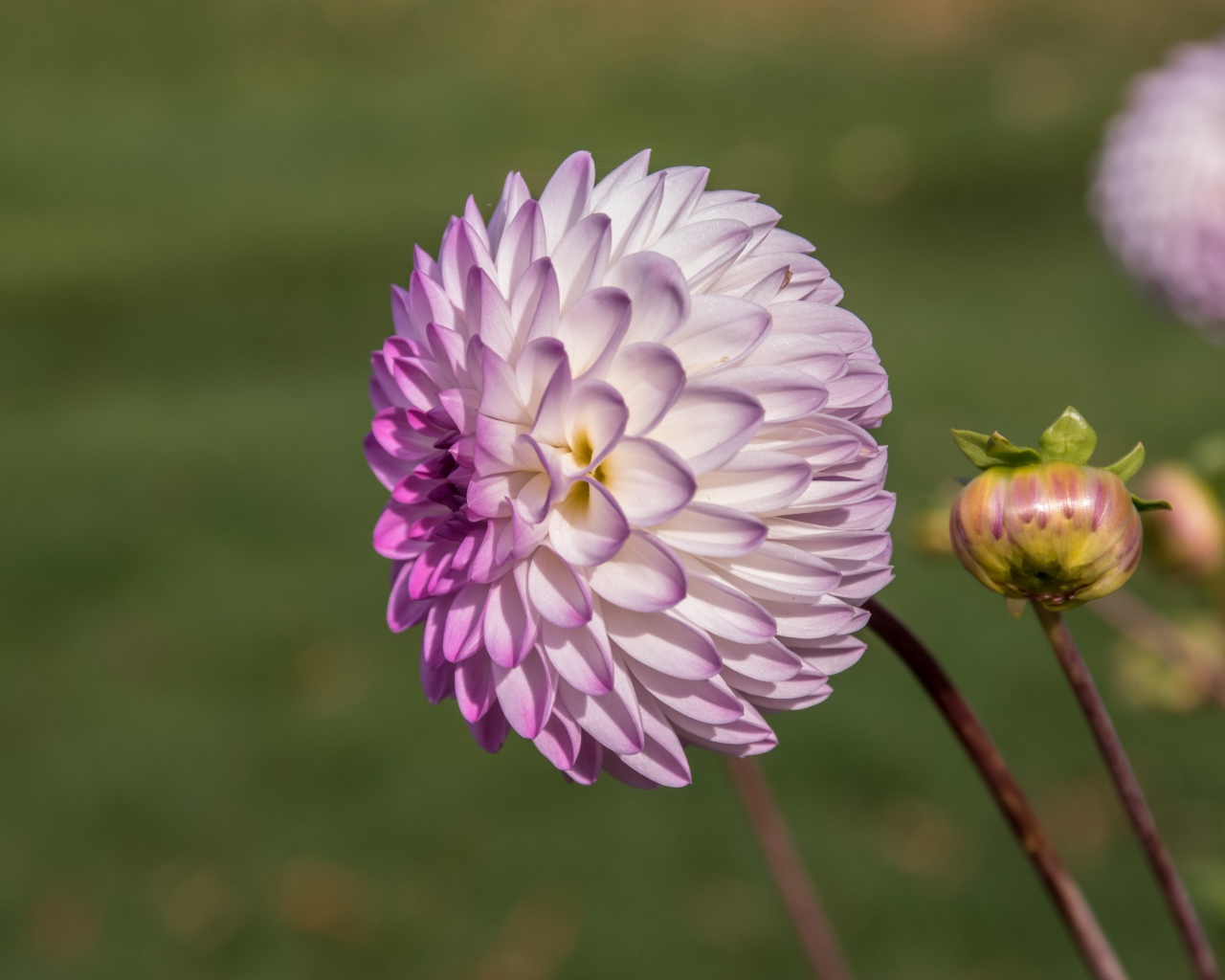 Purple dahlia flower with a bud on a flower bed