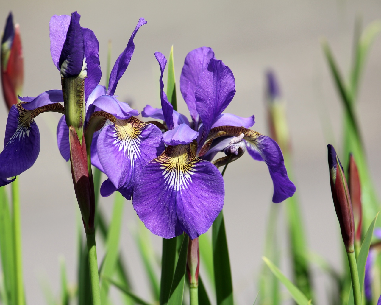 Фиолетовые цветы ириса с бутонами крупным планом