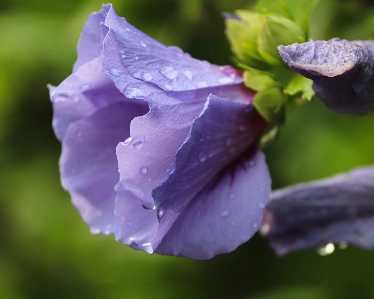 Фиолетовые цветы лаватера в каплях дождя