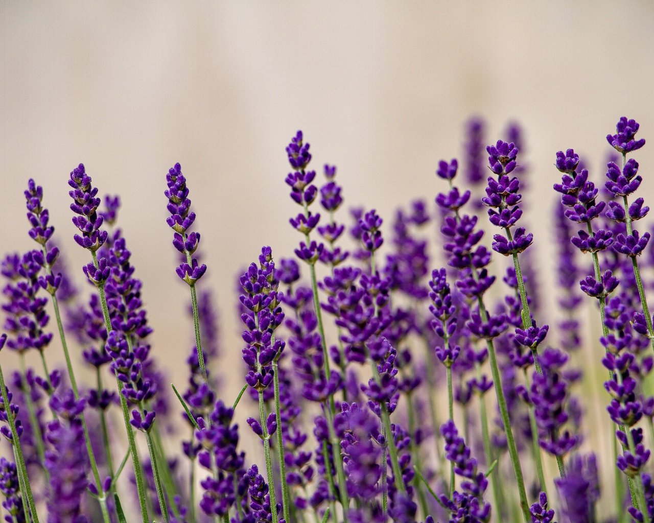 Фиолетовые цветы лаванды на сером фоне