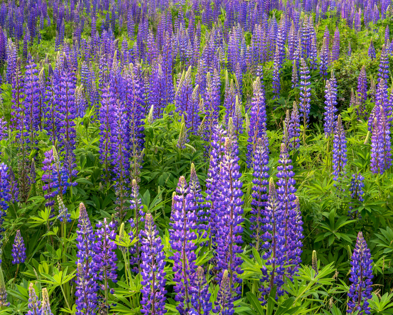 Фиолетовые цветы люпина с зелеными листьями на поле 