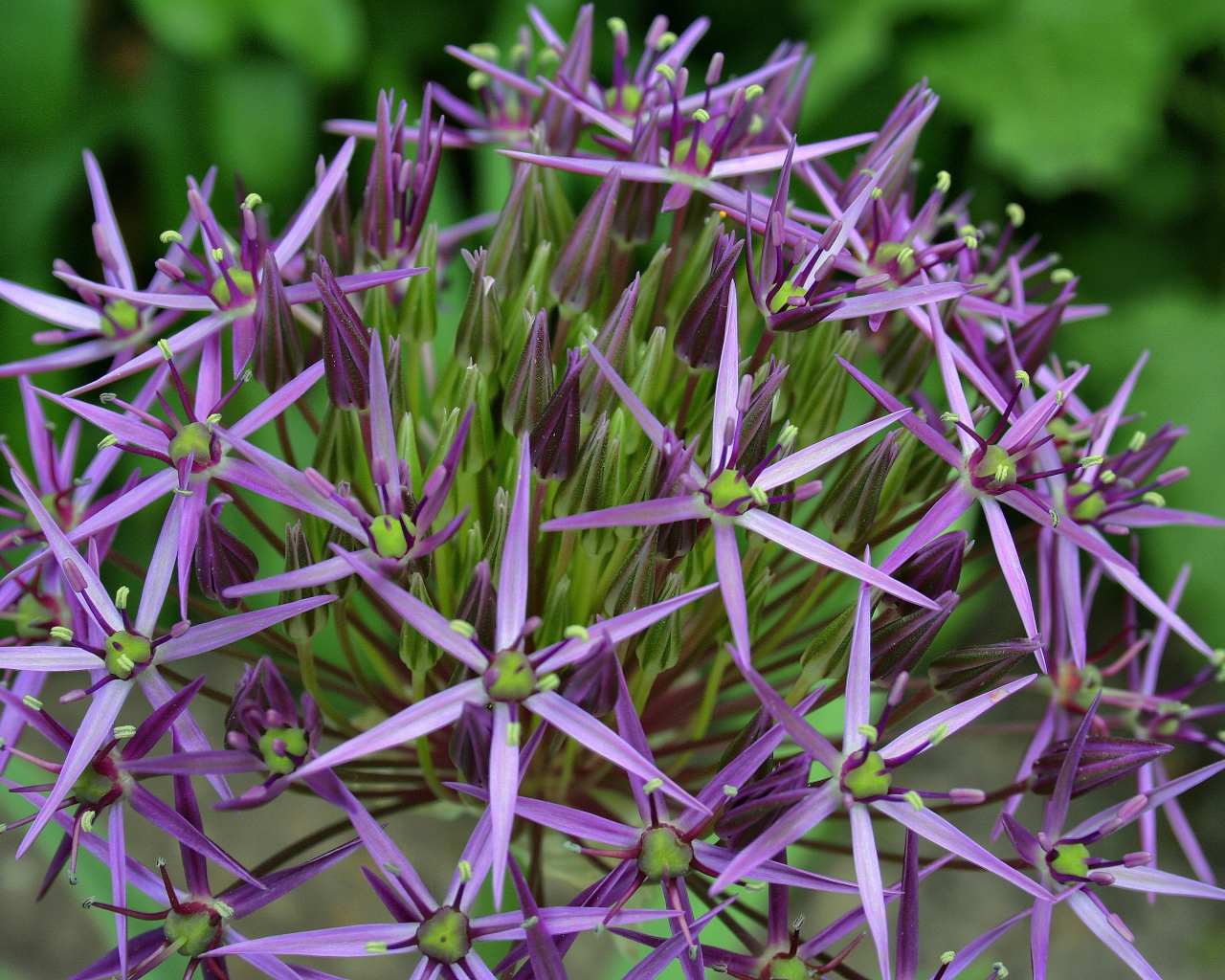 Фиолетовые цветы персидского лука