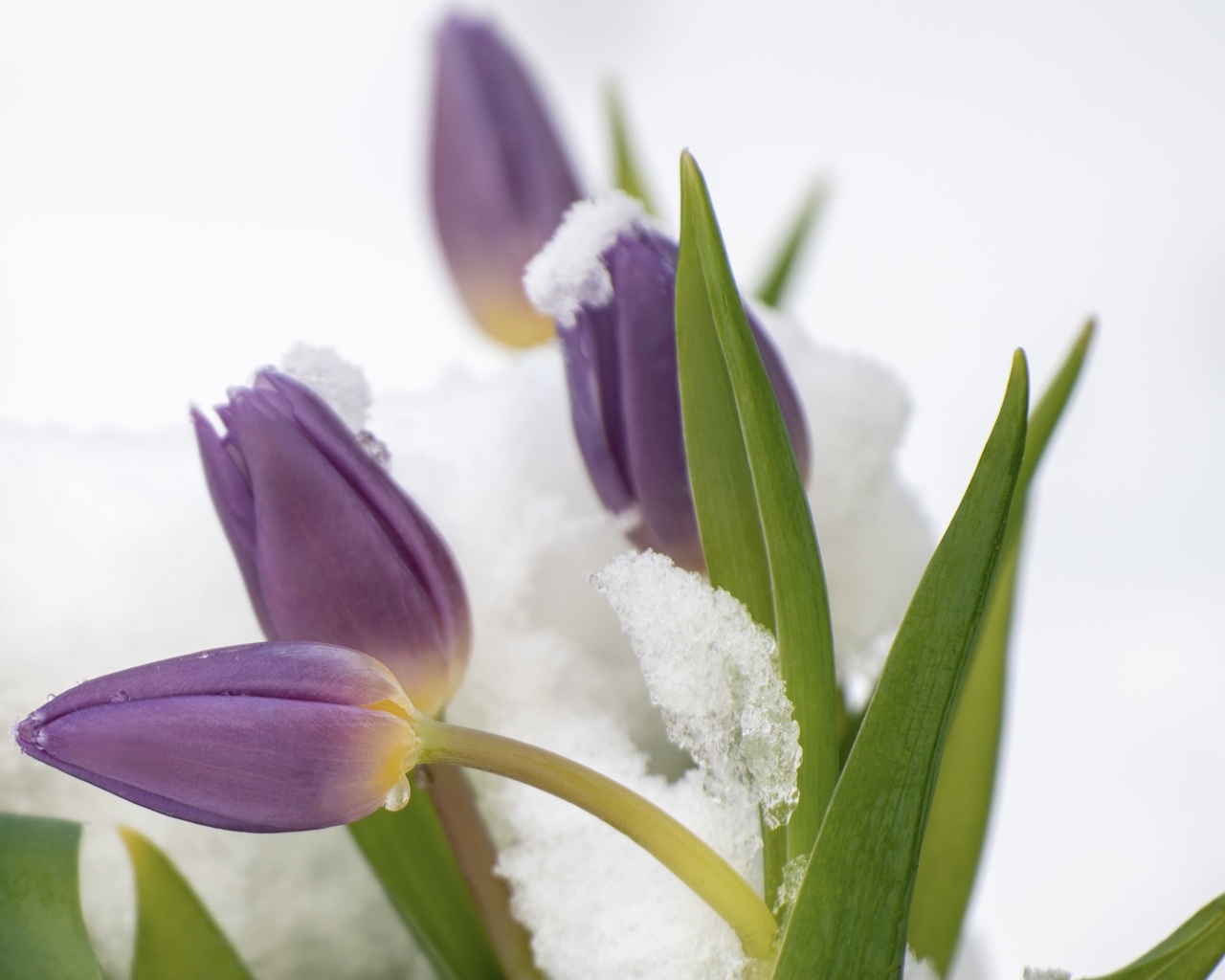 Фиолетовые тюльпаны в снегу