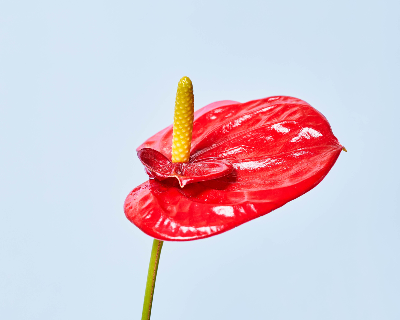 Красный цветок Антуриум на сером фоне 