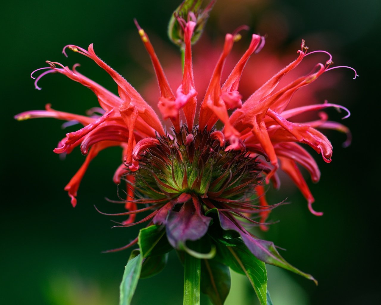 Красный цветок Монарда на зеленом фоне 