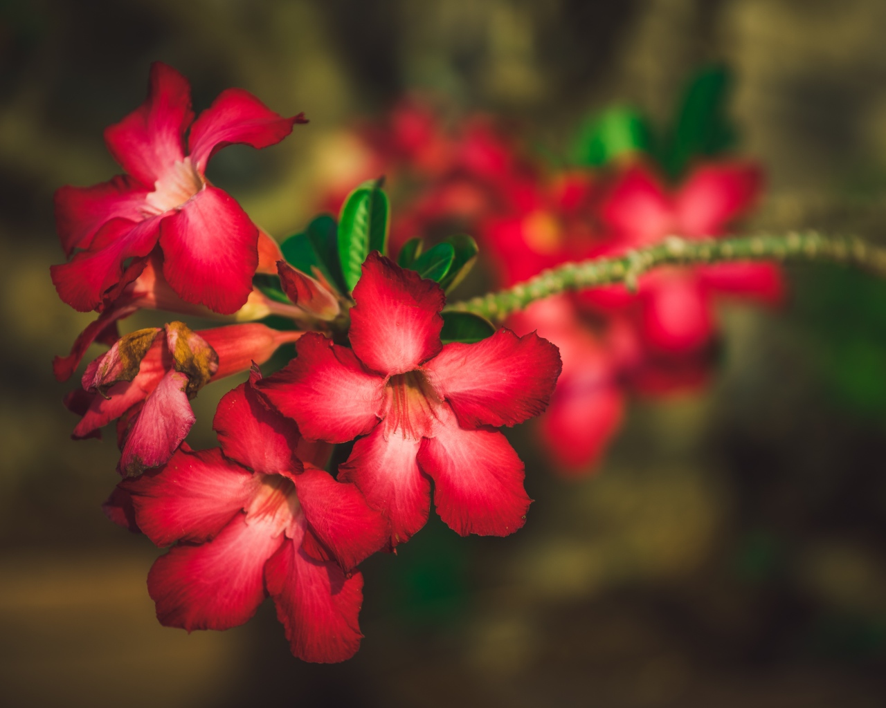 Красные цветы Адениум крупным планом 