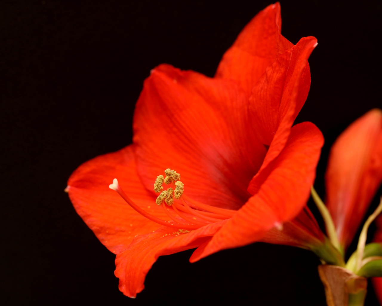 Красный цветок амариллиса на черном фоне 