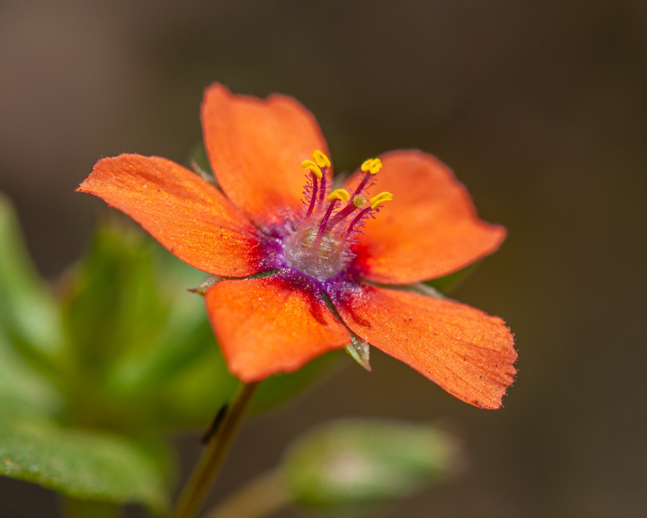 Красный цветок Анагаллис крупным планом 