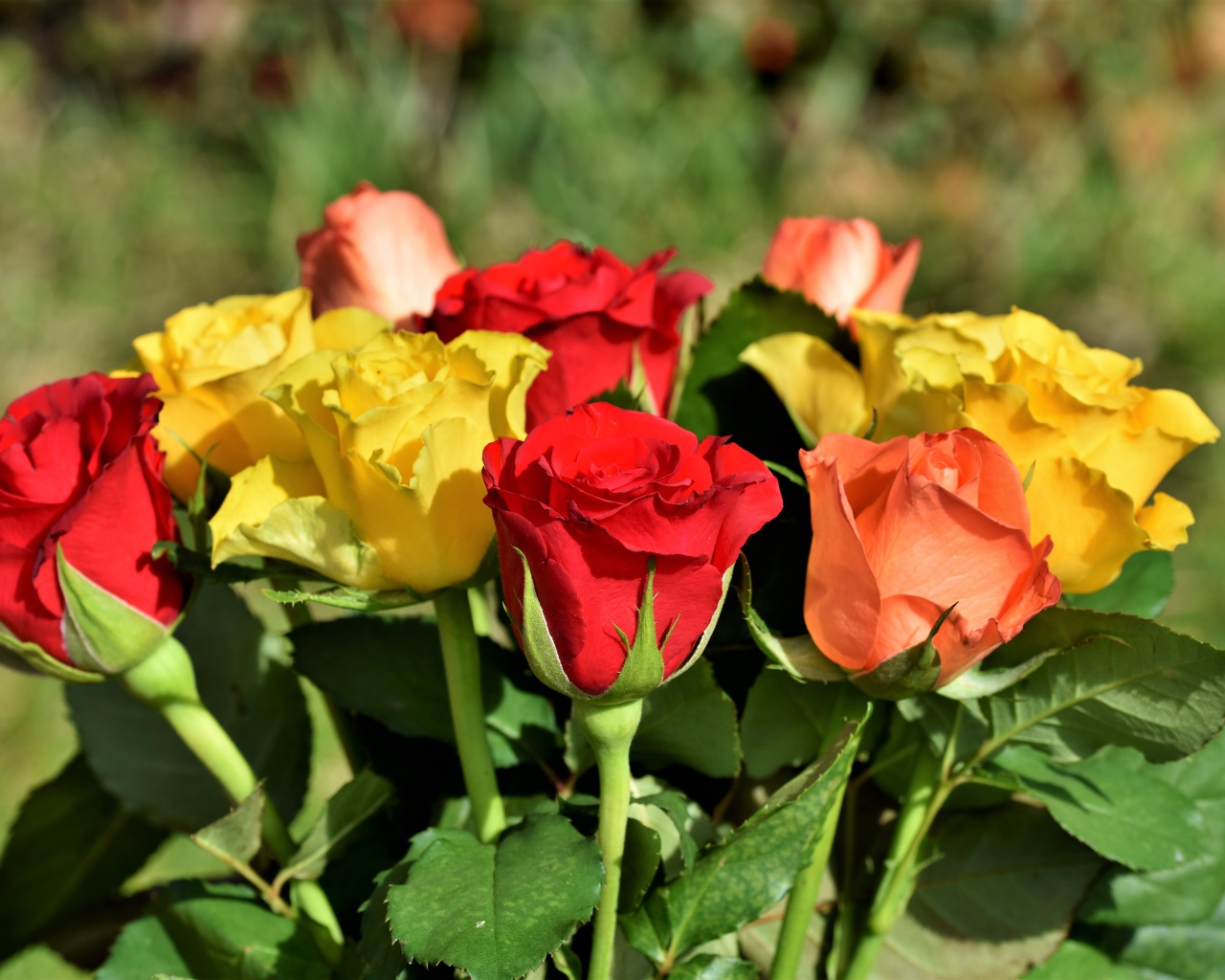 Красные и желтые английские розы в букете