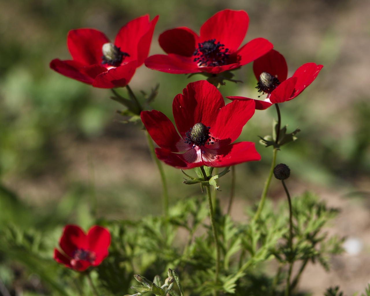 Красные цветы анемона на клумбе летом