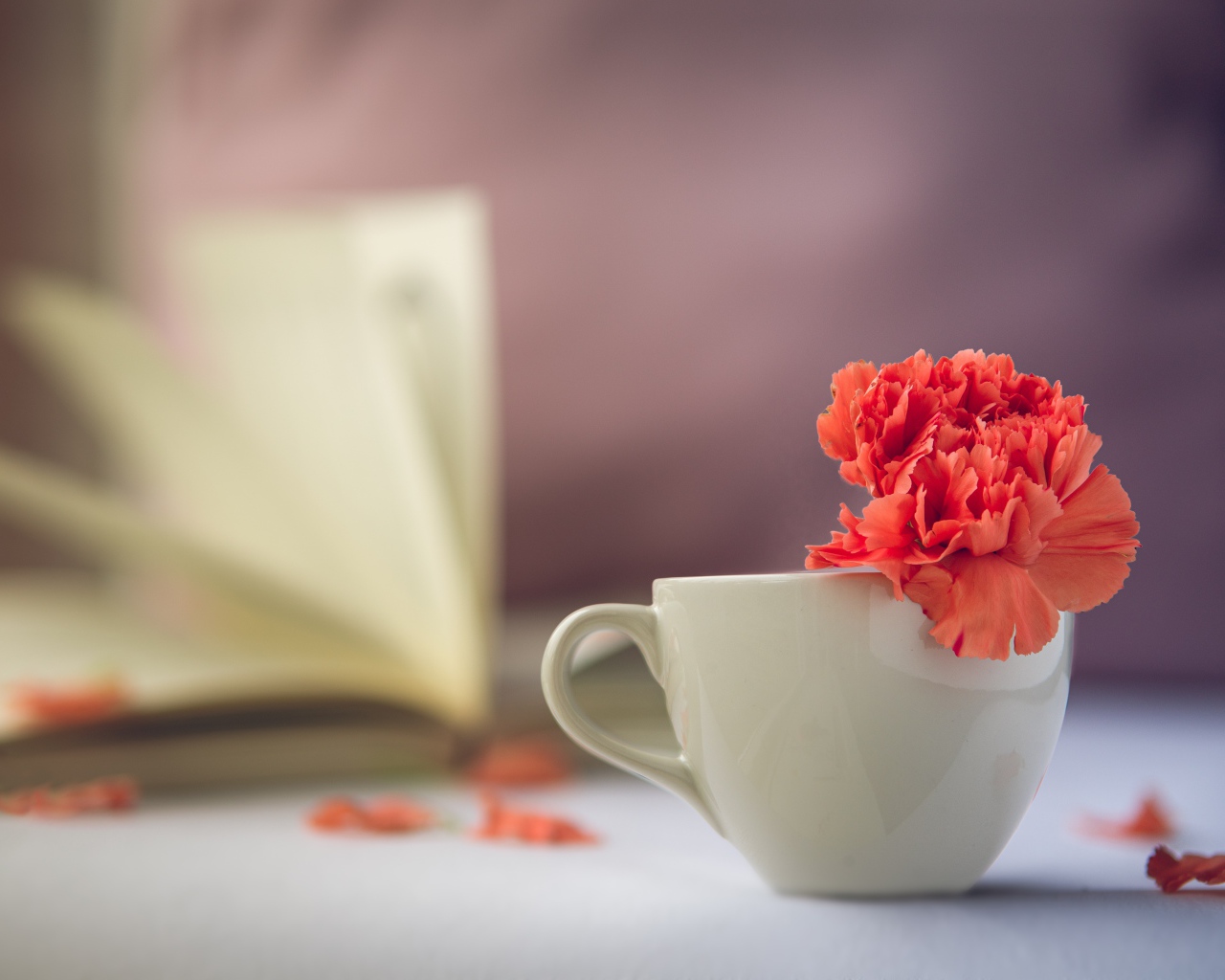 Красный цветок гвоздики в белой чашке 