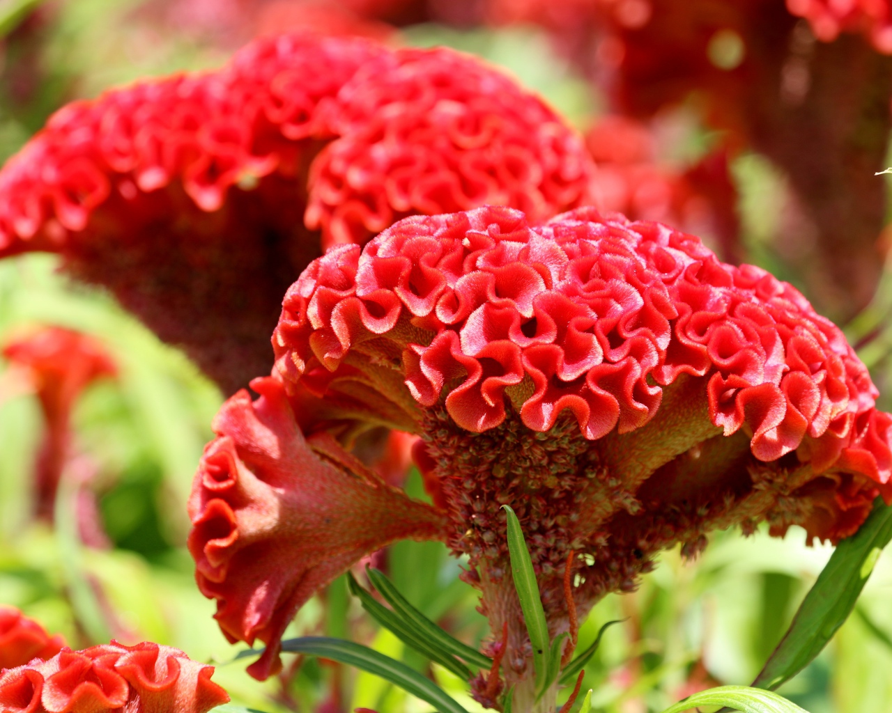 Красный цветок целозия крупным планом 