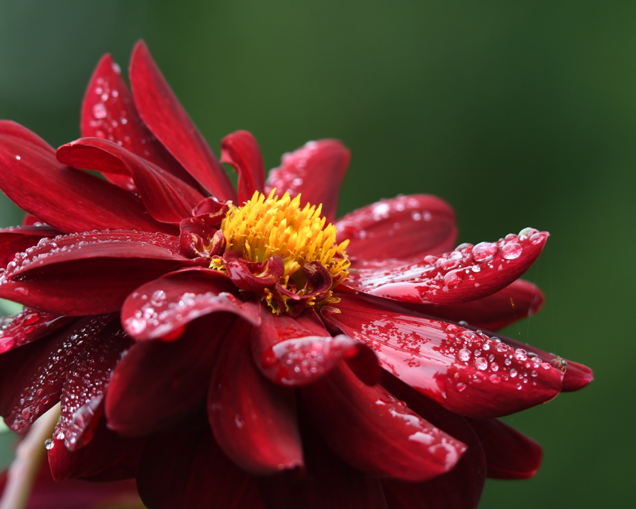 Красный цветок георгина в каплях росы крупным планом