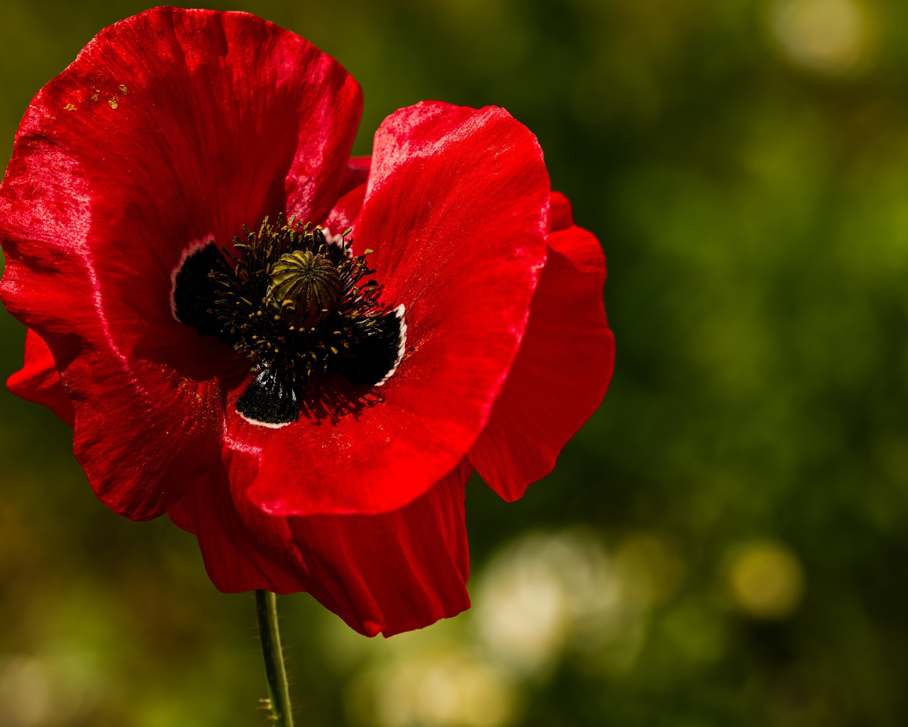 Красные нежные лепестки мака крупным планом 