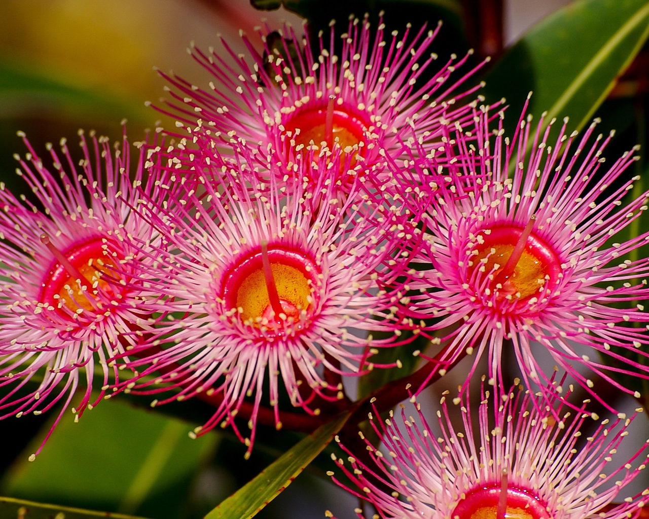 Красные цветы эвкалипта крупным планом