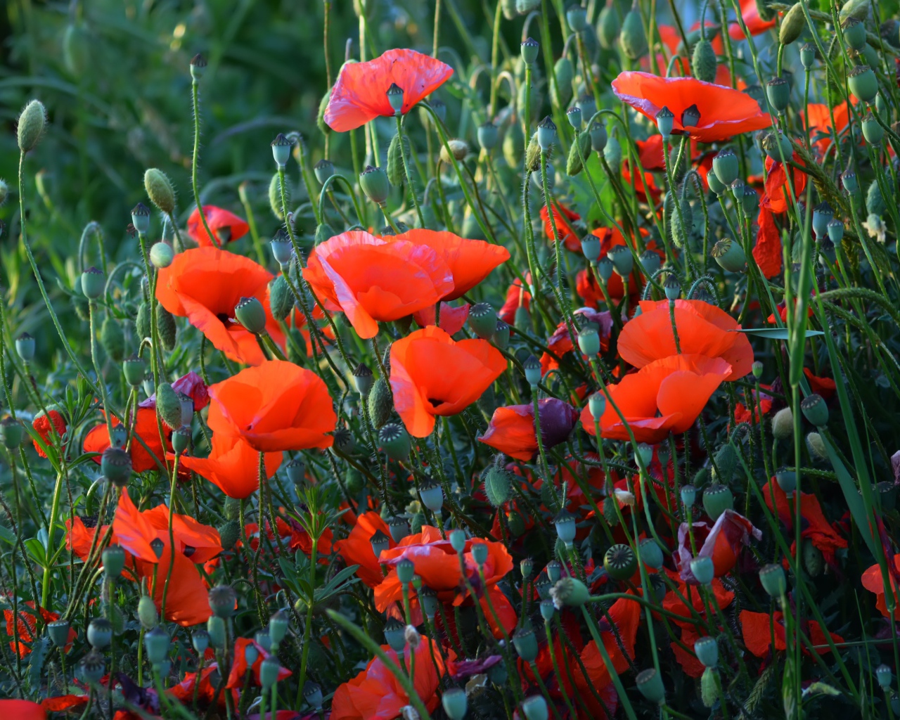 Красные полевые маки с бутонами летом
