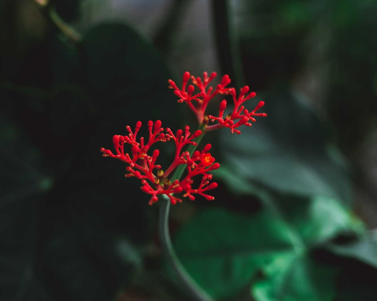 Красный цветок крупным планом