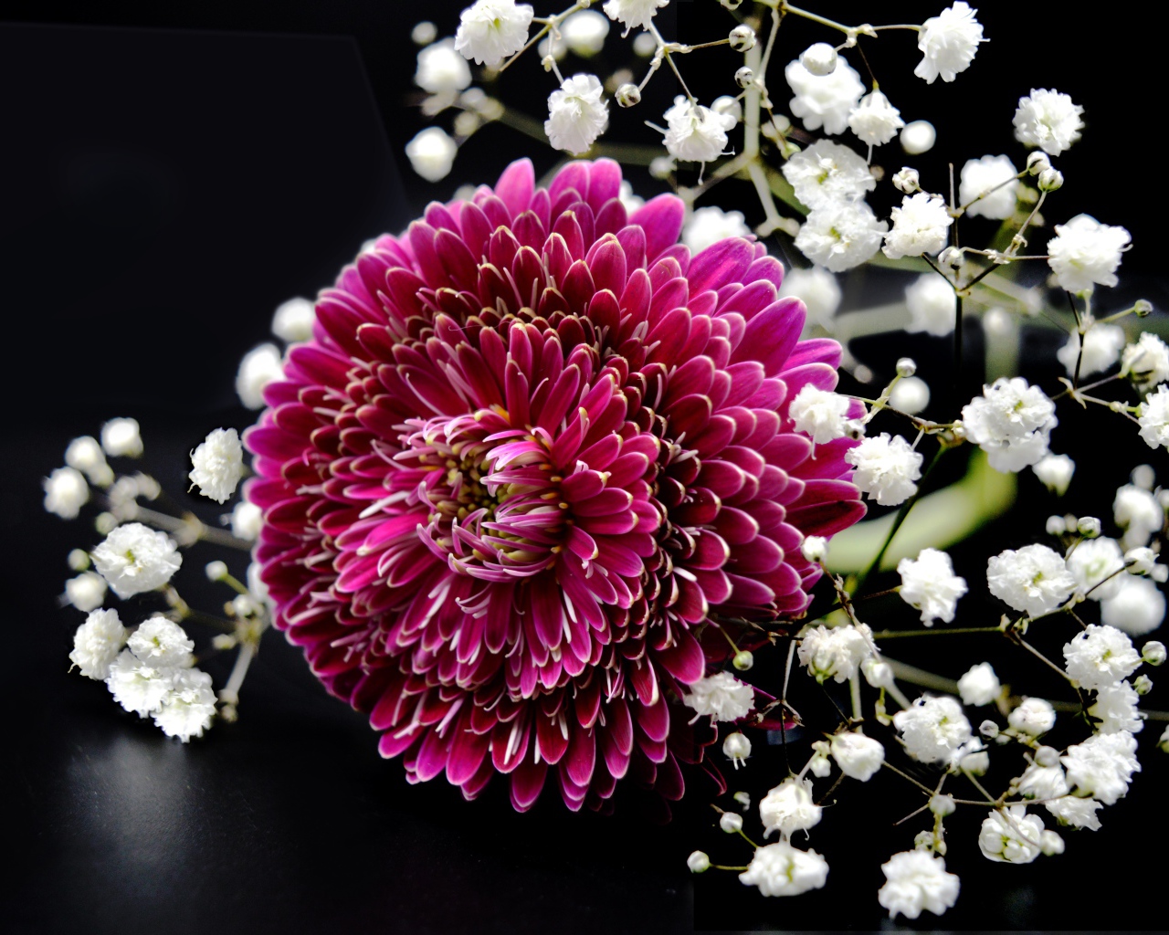 Красный цветок герберы с гипсофилой на черном фоне