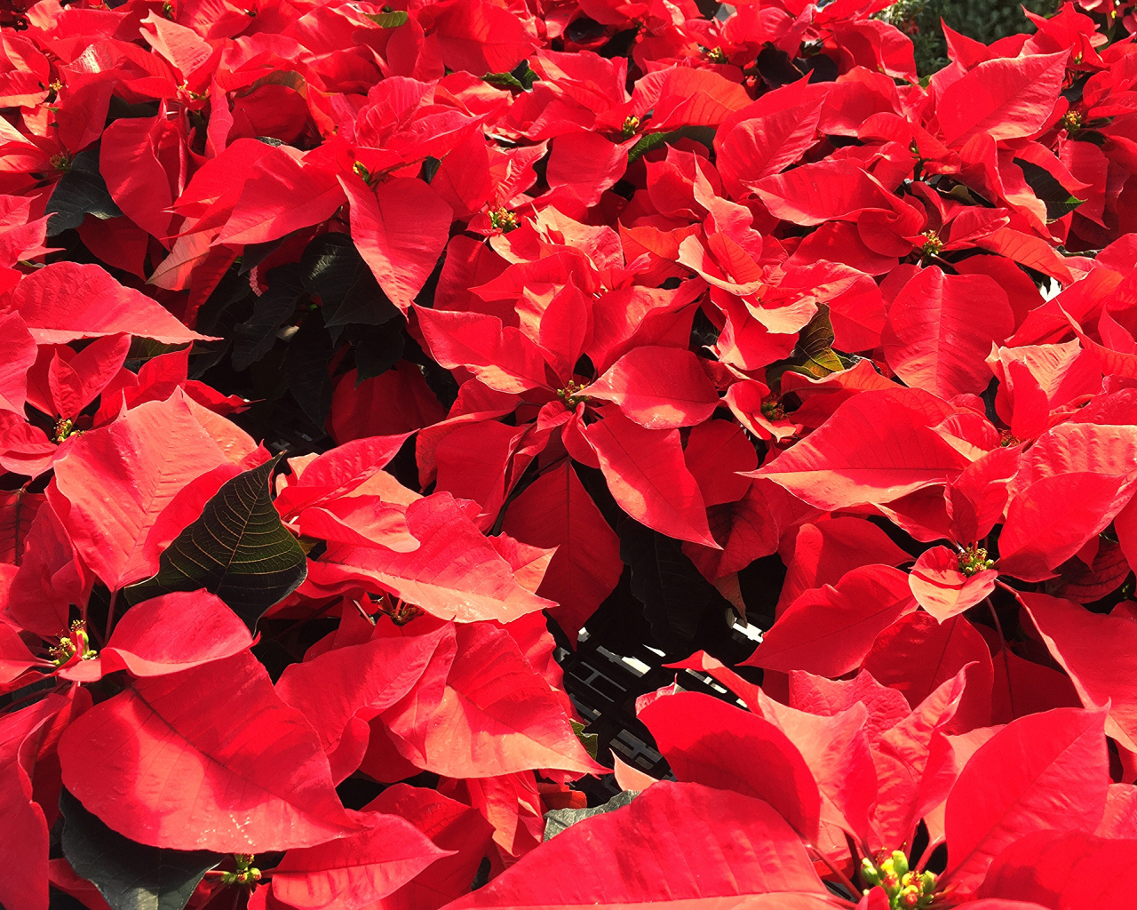 Красные листья цветов молочая в лучах солнца