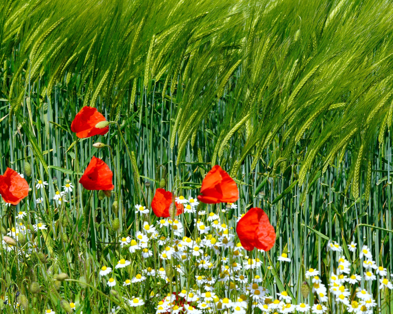 Красные маки и белые ромашки на поле с пшеницей 