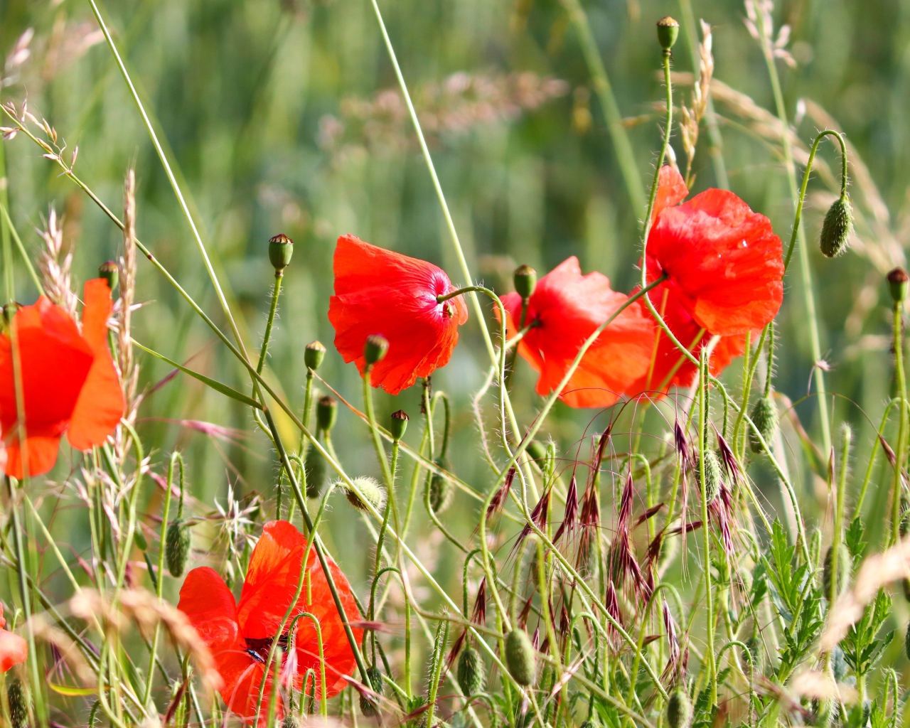 Красные маки в зеленой полевой траве