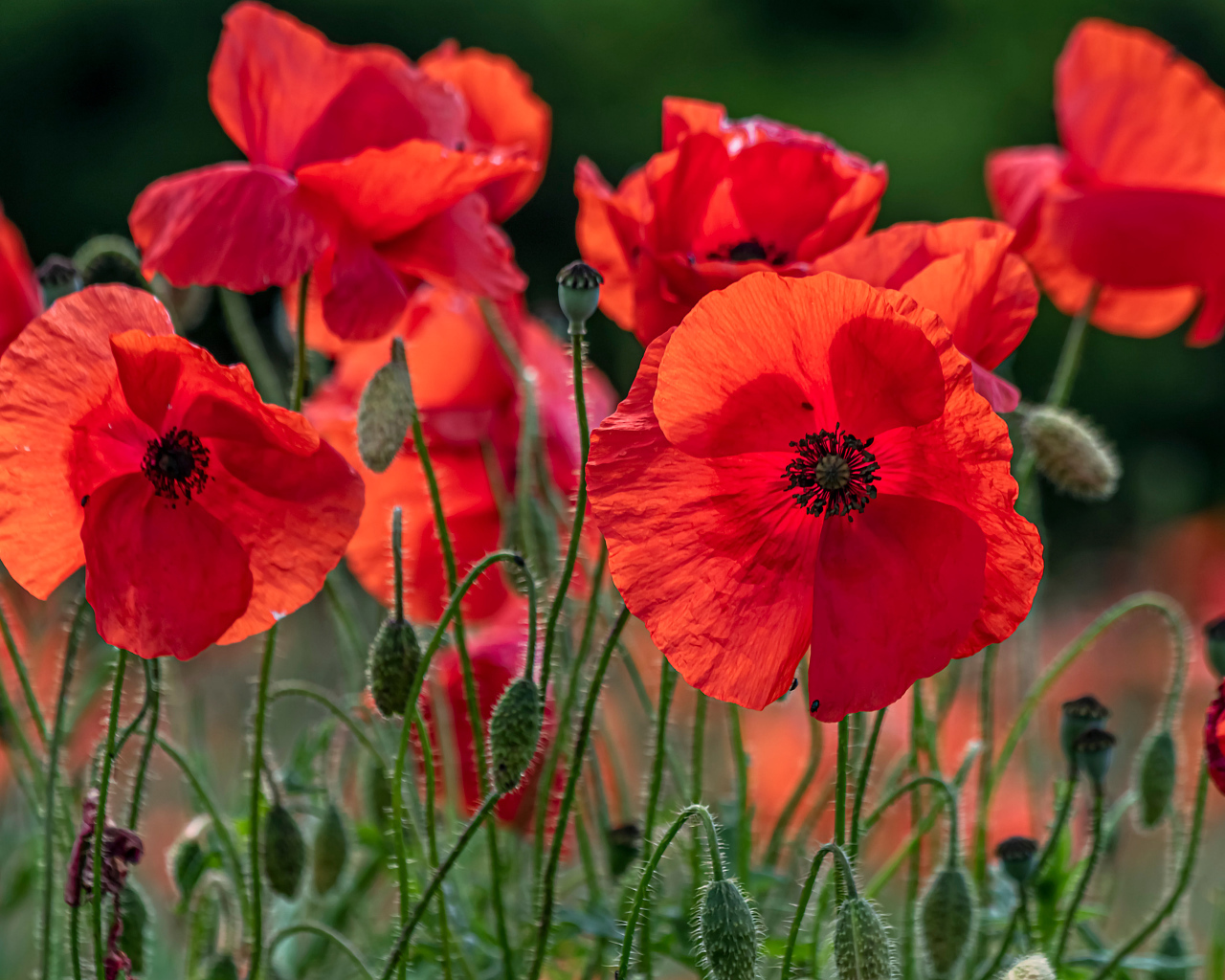 Красные цветы мака с бутонами на поле 