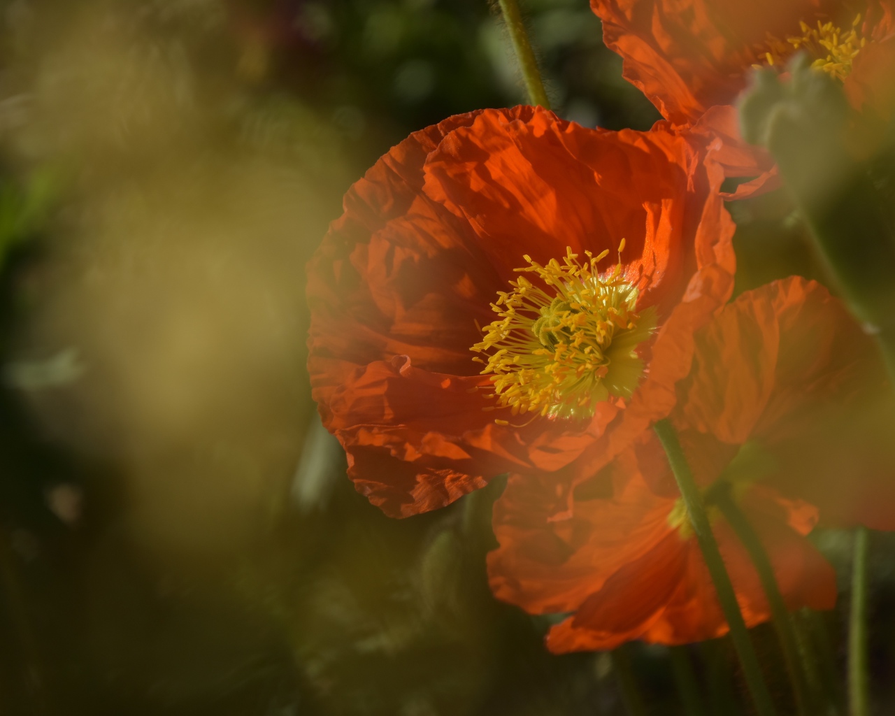 Красный мак в тумане на клумбе 