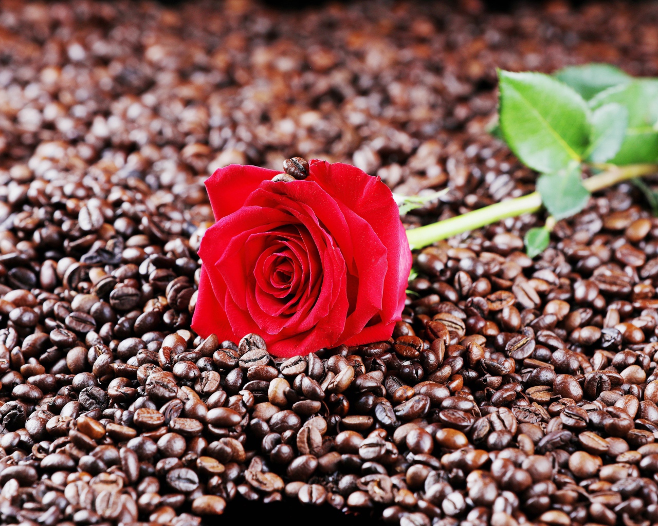 Красная роза лежит на кофейных зернах