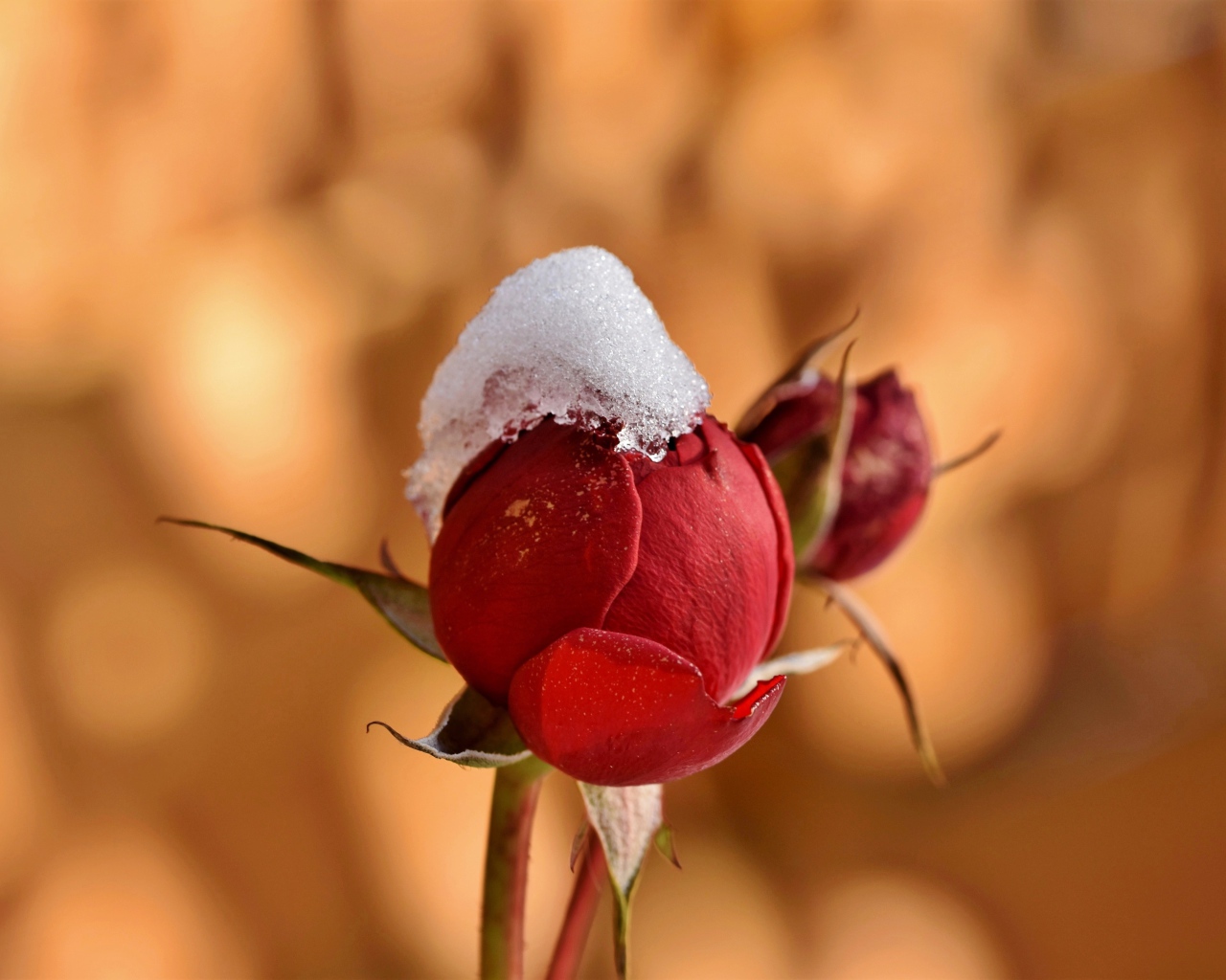 Бутон розы в снегу крупным планом