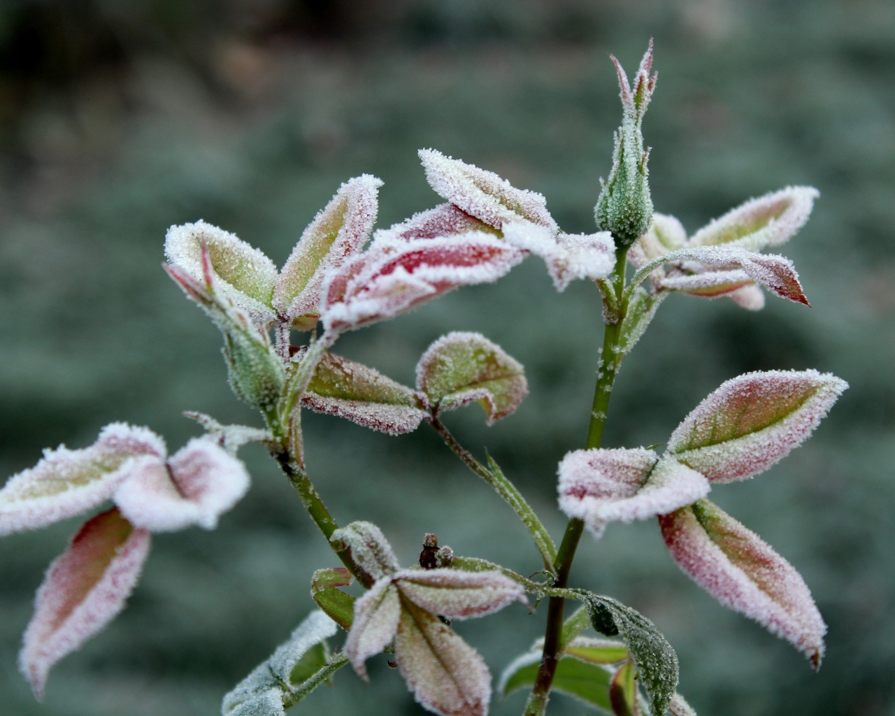 Бутоны роз в холодном инее на клумбе