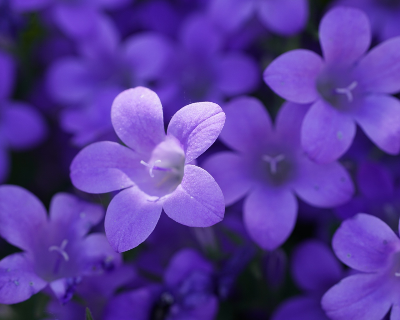 Маленькие синие колокольчики крупным планом