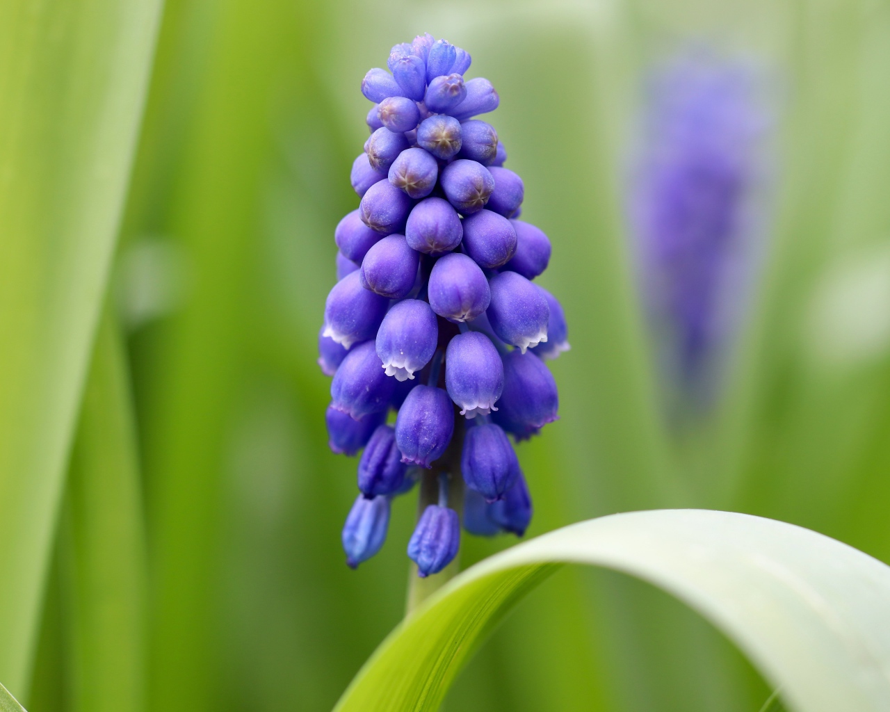 Маленький синий цветок мускарик с зелеными листьями